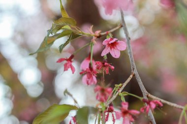 Pembe çiçekli bahar çiçeği arka planı. Çiçek açan ağaç ve mavi gökyüzü ile güzel doğa sahnesi.