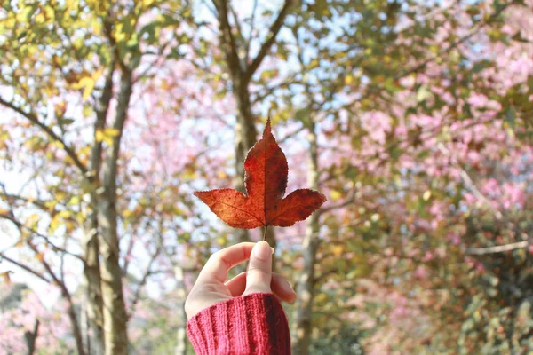 Mão Mulher Segurando Colorido Vermelho Laranja Folha Bordo Fundo Rosa — Fotografia de Stock