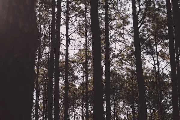 Dark Pine Tree Rainforest — Stock Photo, Image