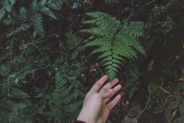 Mulher Mão Toque Samambaia Verde Floresta — Fotografia de Stock
