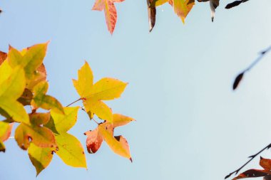 Maple izinlerinin altında gökyüzü arka planında.