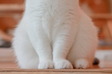 Masada oturan bacağını ve pençelerini kapat..