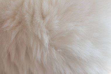 Arkaplan dokusu beyaz kedi kürkü.