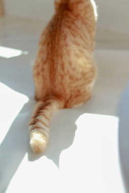 Beyaz zeminde gölgesi olan oramge kedinin bir parçası..