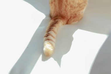 Beyaz zeminde gölgesi olan oramge kedinin bir parçası..