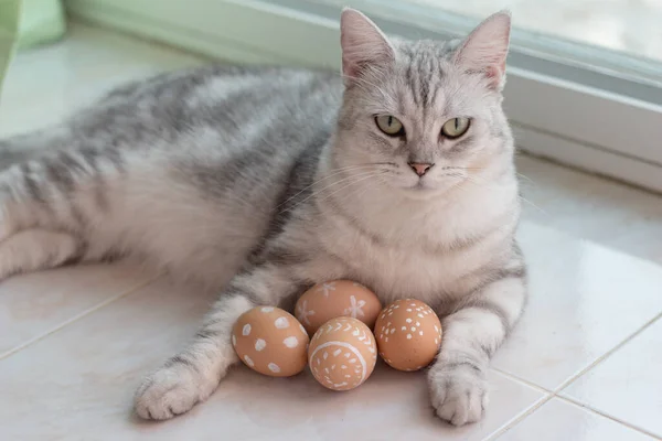 Paskalya yumurtalı şirin gri kedi..