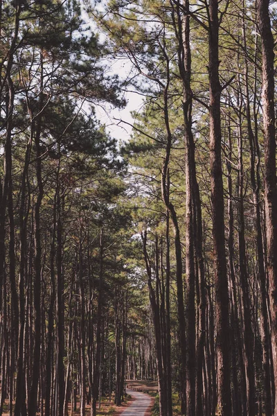 Road Dark Green Pine Forest — Stock Photo, Image