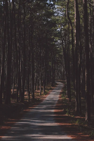 Road Dark Green Pine Forest — Stock Photo, Image