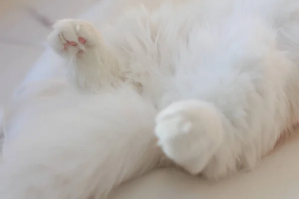 Tutup Kaki Dan Cakar Kucing Putih Berbaring Tempat Tidur — Stok Foto