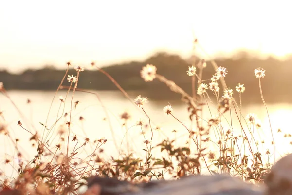 Blur Dry Flower Coat Buttons Wild Daisy Grass Flowers Sunlight — Stock Photo, Image