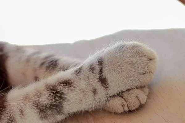 Close Leg Paw Cat Lying Bed — Stock Photo, Image