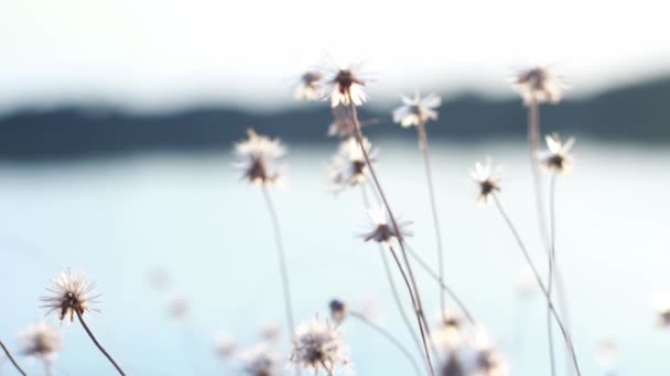 Blur Flower Coat Buttons Wild Daisy Grass Flowers Sunlight Field — стоковое видео