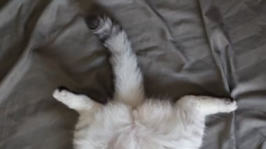 kedi yatakta uyuyor.