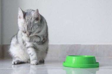 Gri kedi yemekten sonra elini yalıyor..