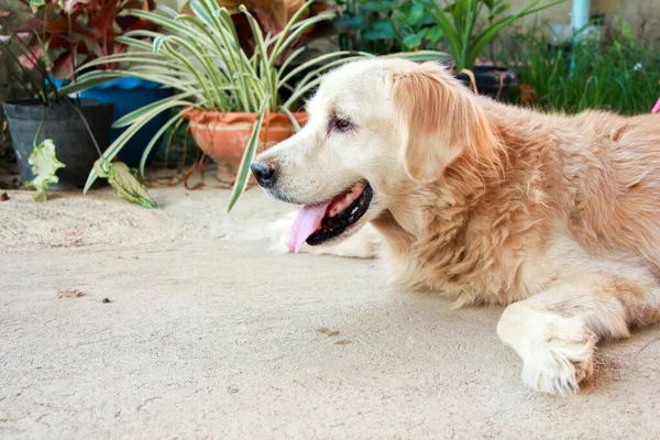old and fat dog, golden retriever on floor.