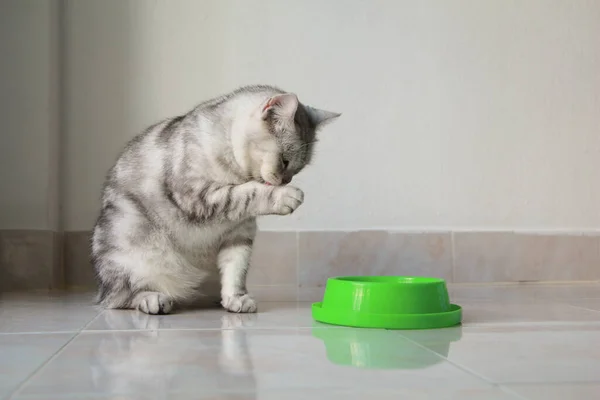 Gri kedi yemekten sonra elini yalıyor..