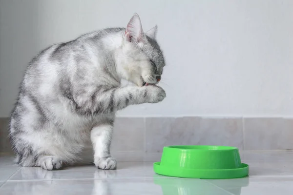 Γκρι Γάτα Γλείφει Χέρι Του Μετά Φαγητό — Φωτογραφία Αρχείου