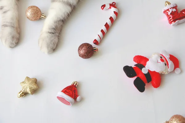 Gato Con Adorno Navidad Celebración Sobre Fondo Blanco — Foto de Stock