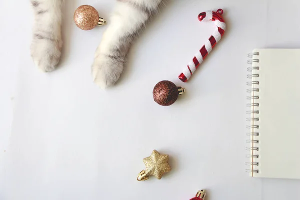 Gato Con Adorno Navidad Celebración Sobre Fondo Blanco — Foto de Stock