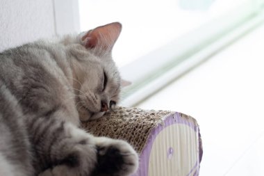 Güzel gri kedinin portresi. Rüyalarında yerde uyuyor..