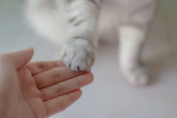 Γκρι Γάτα Δίνει Ένα Paw Paw Γάτα Στο Χέρι Της — Φωτογραφία Αρχείου