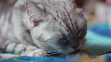 İngiliz İskoç kedisi dilini yıkıyor. Pençesini yalıyor..