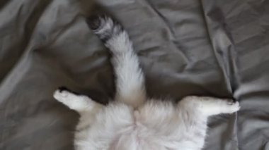 Kedi yastıkta uyuyor.