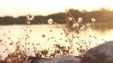 Bulanık kürk düğmeleri, Vahşi Papatya çiçekleri nehrin yanındaki tarlada güneş ışığına karşı. Biraz sıcak bir ton..