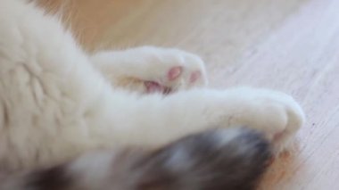 Arka planda kedi kuyruğu ve pençesi.