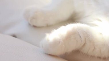 Arka planda kedi kuyruğu ve pençesi.