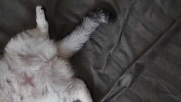 Kot Śpi Poduszce — Wideo stockowe