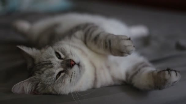 Cat Sleeping Pillow — Stock Video