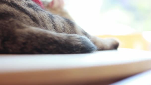 模糊背景下的猫的特写尾巴和爪子 — 图库视频影像