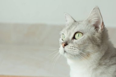 Yetişkin kedi pencereden kuşları izliyor..