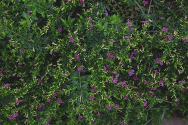 Mor çiçekli cuphea hyssopifolia koyu tonu.