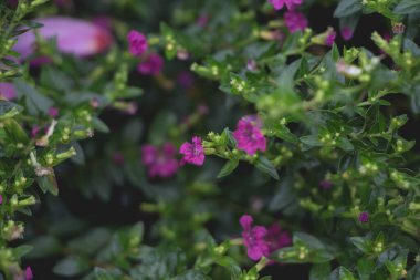 Mor çiçekli cuphea hyssopifolia koyu tonu.