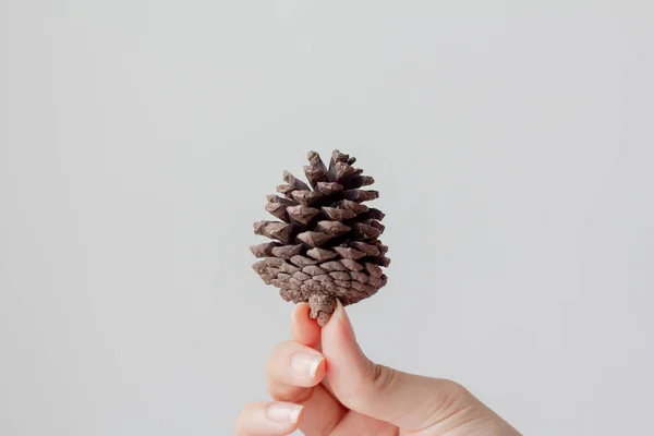 Human hand holding pine cone on gray background.