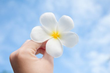 Mavi gökyüzünde beyaz bir çiçek tutan bir kadın..