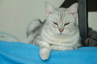 Kedi yatakta uyuyor.