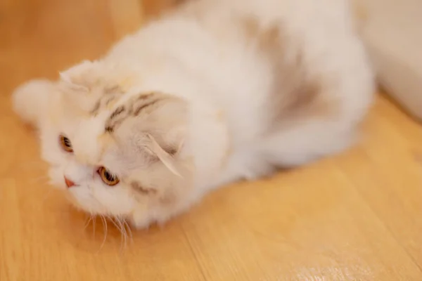 Foco Suave Gato Branco Bonito Deitado Chão Madeira — Fotografia de Stock
