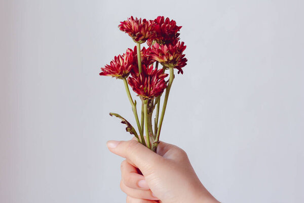 Woman hand holding red flower on white background. minimal,Vintage tone.