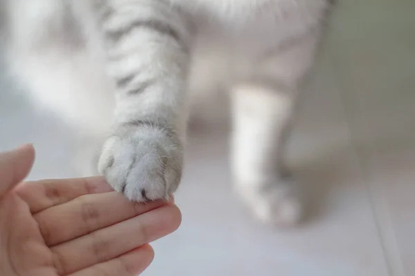 Γκρι Γάτα Δίνει Ένα Paw Paw Γάτα Στο Χέρι Της — Φωτογραφία Αρχείου