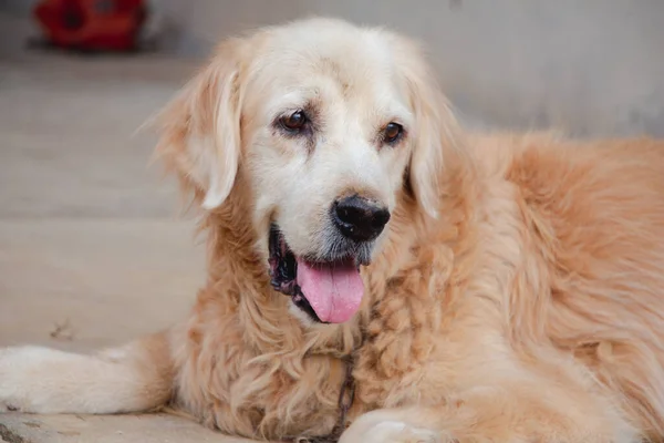 Golden Retriever Vieux Chien Sur Sol — Photo