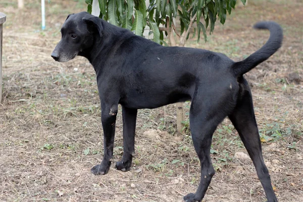 Black Dogin Garden Homeless — Stock Photo, Image