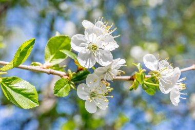 Baharda beyaz kiraz çiçekleri