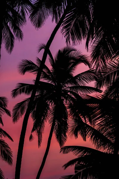 Palm tree silhouette at sunset — Stock Photo, Image