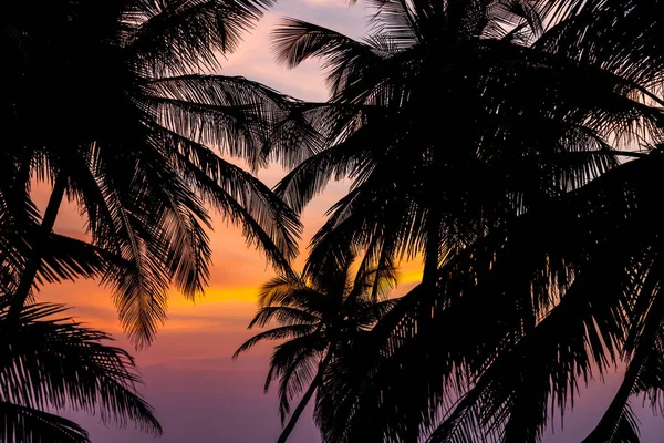 Palm tree silhouette at sunset — Stock Photo, Image