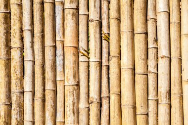 Bambu arka planı. Çit