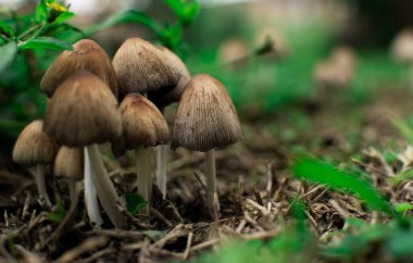 Hongos silvestres sobre un manto verde en medio de la naturaleza