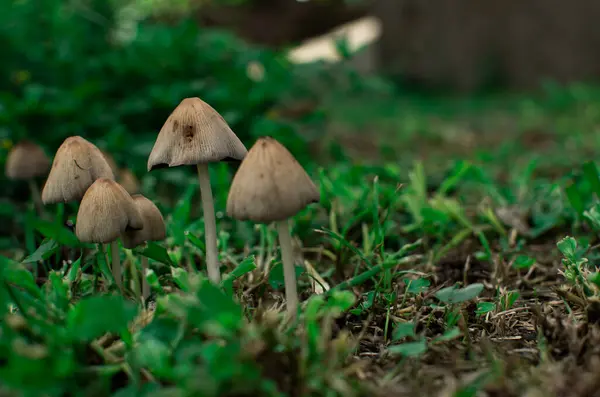 Hongos silvestres sobre un manto verde en medio de la naturaleza